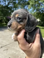 Lady slipper, a female Miniature Dachshund for sale in Bruceton, TN – 1 of 7