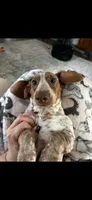 Silo, a male Dachshund for sale in Bruceton, TN – 5 of 10