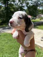 Blue, a female Miniature Dachshund for sale in Bruceton, TN – 5 of 7