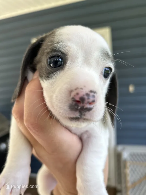 Blue – Miniature Dachshund puppy for sale in Bruceton, TN