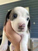 Blue, a female Miniature Dachshund for sale in Bruceton, TN – 1 of 7