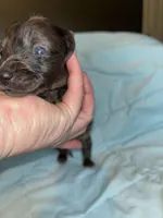 Dark dapple Male 1, a male Miniature Dachshund for sale in Bruceton, TN – Photo 3 of 5