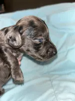 Dark dapple Male 1, a male Miniature Dachshund for sale in Bruceton, TN – Photo 5 of 5