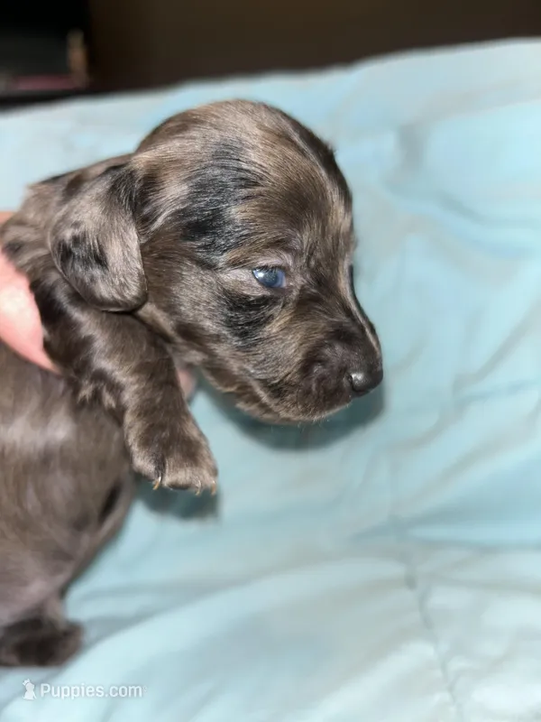 Dark dapple Male 1, a male Miniature Dachshund for sale in Bruceton, TN – Photo 1 of 5