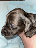 Dark dapple Male 1, a male Miniature Dachshund for sale in Bruceton, TN – Photo 2 of 5