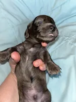 Dark dapple Male 1, a male Miniature Dachshund for sale in Bruceton, TN – Photo 4 of 5