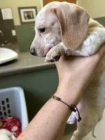 George, a male Miniature Dachshund for sale in Bruceton, TN – 6 of 6