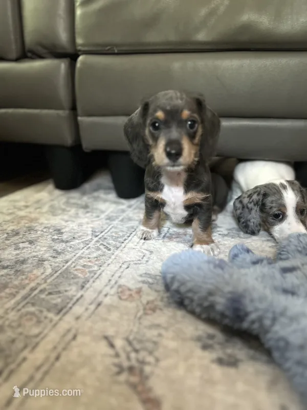 Lady slipper – Miniature Dachshund puppy for sale in Bruceton, TN