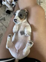 Dahlia, a female Miniature Dachshund for sale in Bruceton, TN – 4 of 6