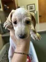 George, a male Miniature Dachshund for sale in Bruceton, TN – 4 of 6