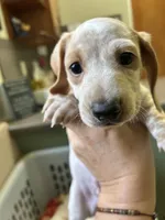 George, a male Miniature Dachshund for sale in Bruceton, TN – 5 of 6
