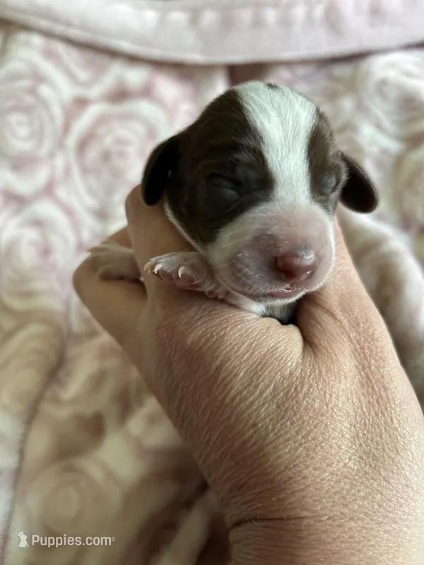 Cali – Miniature Dachshund puppy for sale in Bruceton, TN