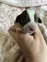 Cali, a female Miniature Dachshund for sale in Bruceton, TN – Photo 1 of 6