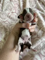 Cali, a female Miniature Dachshund for sale in Bruceton, TN – Photo 2 of 6