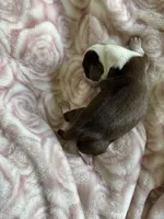 Cali, a female Miniature Dachshund for sale in Bruceton, TN – Photo 6 of 6