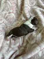 Cali, a female Miniature Dachshund for sale in Bruceton, TN – Photo 5 of 6