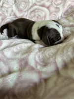 Cali, a female Miniature Dachshund for sale in Bruceton, TN – Photo 3 of 6