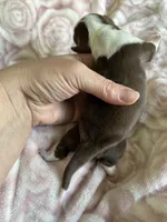 Cali, a female Miniature Dachshund for sale in Bruceton, TN – Photo 4 of 6