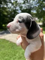 Blue, a female Miniature Dachshund for sale in Bruceton, TN – 6 of 7