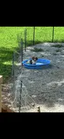 Silo, a male Dachshund for sale in Bruceton, TN – 9 of 10