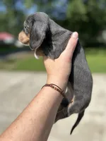 Lady slipper, a female Miniature Dachshund for sale in Bruceton, TN – 3 of 7