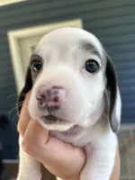 Blue, a female Miniature Dachshund for sale in Bruceton, TN – 2 of 7
