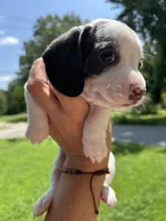 Blue, a female Miniature Dachshund for sale in Bruceton, TN – 4 of 7