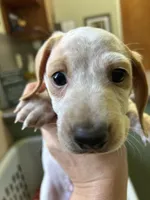 George, a male Miniature Dachshund for sale in Bruceton, TN – 2 of 6