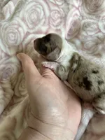 Cricket, a female Miniature Dachshund for sale in Bruceton, TN – Photo 5 of 8