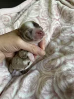 Cricket, a female Miniature Dachshund for sale in Bruceton, TN – Photo 2 of 8