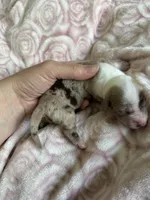 Cricket, a female Miniature Dachshund for sale in Bruceton, TN – Photo 6 of 8