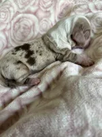 Cricket, a female Miniature Dachshund for sale in Bruceton, TN – Photo 7 of 8