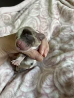 Cricket, a female Miniature Dachshund for sale in Bruceton, TN – Photo 3 of 8