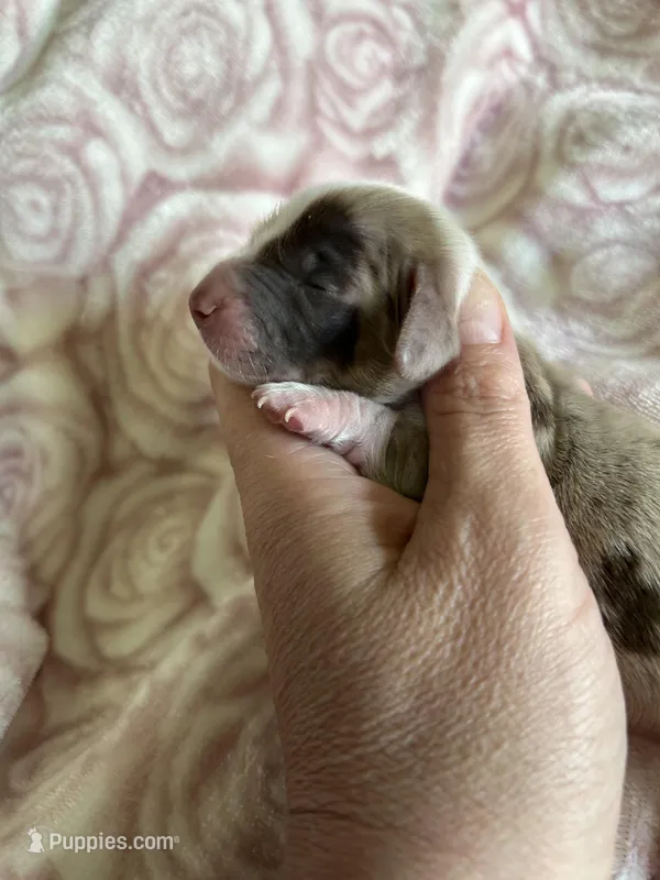 Cricket – Miniature Dachshund puppy for sale in Bruceton, TN