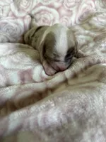 Cricket, a female Miniature Dachshund for sale in Bruceton, TN – Photo 4 of 8