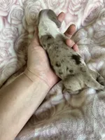 Cricket, a female Miniature Dachshund for sale in Bruceton, TN – Photo 8 of 8