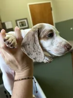 Lincoln, a male Miniature Dachshund for sale in Bruceton, TN – 3 of 8