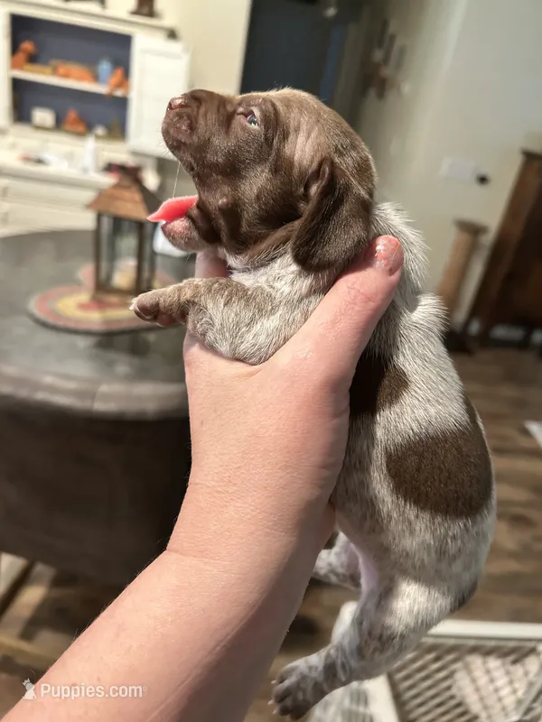 Clyde – Miniature Dachshund puppy for sale in Bruceton, TN
