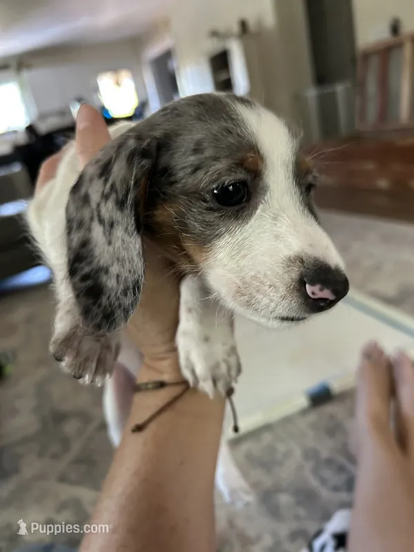 Dahlia – Miniature Dachshund puppy for sale in Bruceton, TN