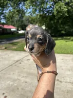 Lady slipper, a female Miniature Dachshund for sale in Bruceton, TN – 5 of 7