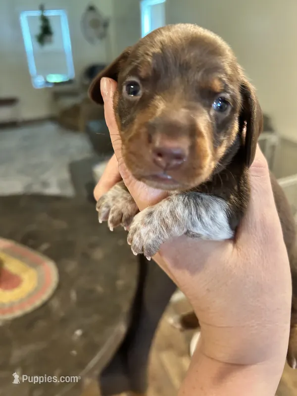Cowboy – Miniature Dachshund puppy for sale in Bruceton, TN