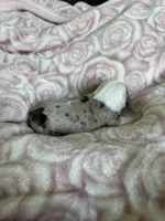 Clover, a female Miniature Dachshund for sale in Bruceton, TN – Photo 5 of 9