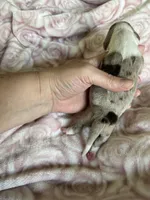 Clover, a female Miniature Dachshund for sale in Bruceton, TN – Photo 6 of 9