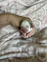 Clover, a female Miniature Dachshund for sale in Bruceton, TN – Photo 4 of 9