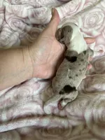 Clover, a female Miniature Dachshund for sale in Bruceton, TN – Photo 1 of 9