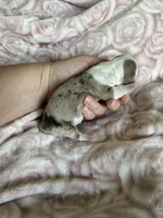 Clover, a female Miniature Dachshund for sale in Bruceton, TN – Photo 7 of 9