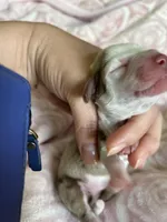 Clover, a female Miniature Dachshund for sale in Bruceton, TN – Photo 2 of 9