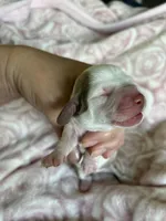 Clover, a female Miniature Dachshund for sale in Bruceton, TN – Photo 3 of 9