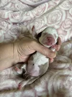 Clover, a female Miniature Dachshund for sale in Bruceton, TN – Photo 8 of 9