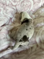 Clover, a female Miniature Dachshund for sale in Bruceton, TN – Photo 9 of 9